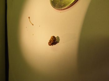 Media type: image;   Herpetology R-18364